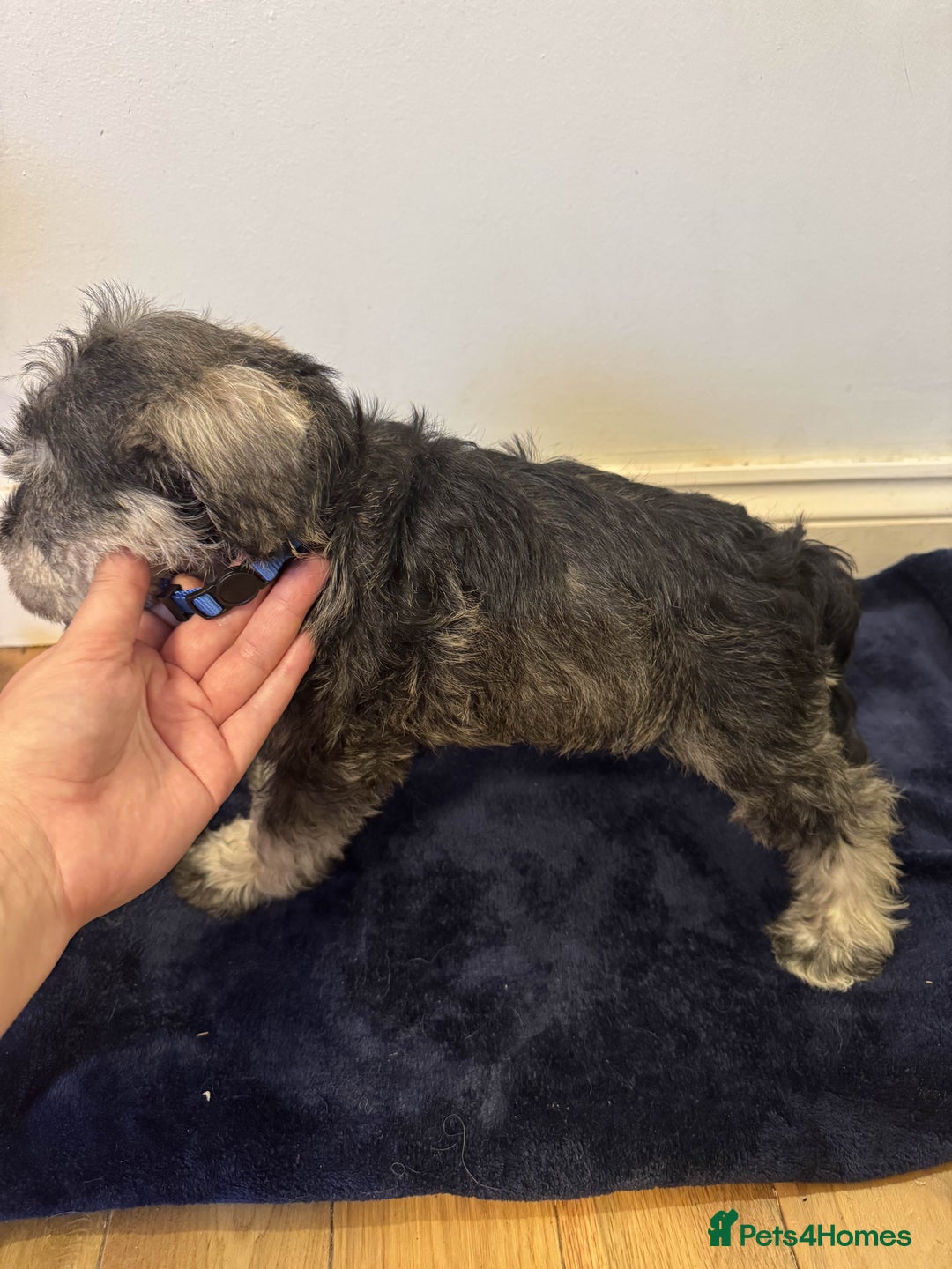 Miniature Schnauzer dogs for sale: Bundles of joy - Image 9
