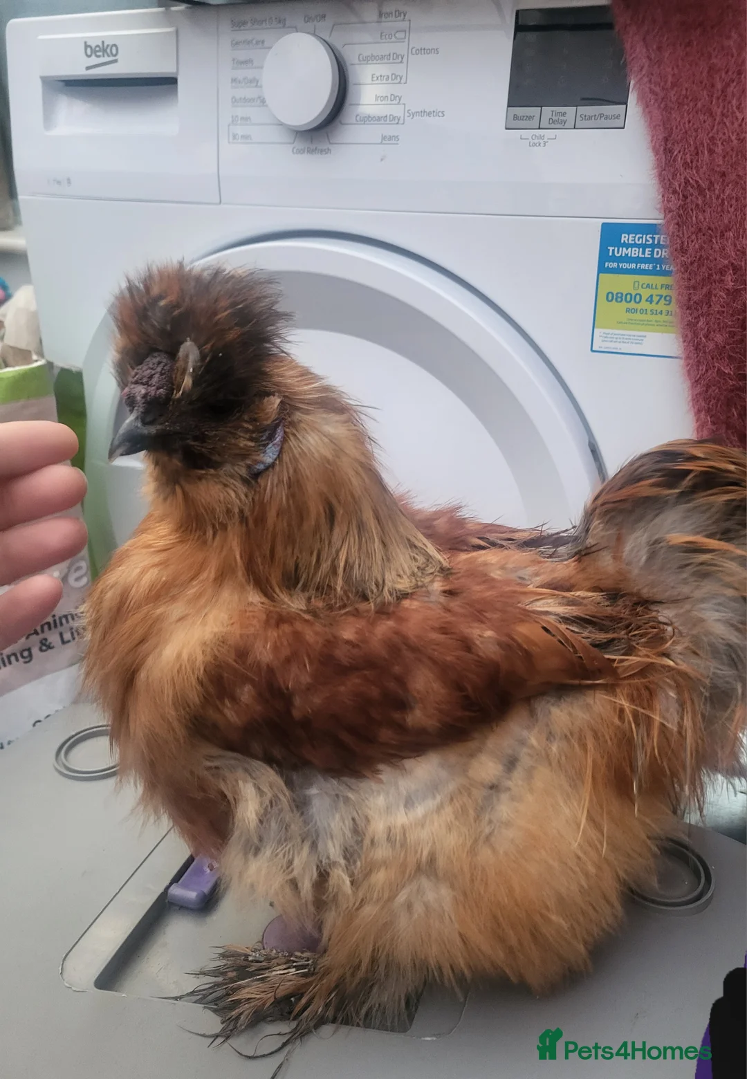 Chickens poultry for sale: Silkie cockeral 6 months old - Advert 1