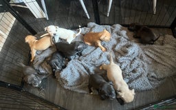 Staffordshire Bull Terrier dogs for sale: Beautiful Staffy pups  in Shrewsbury - Image 19