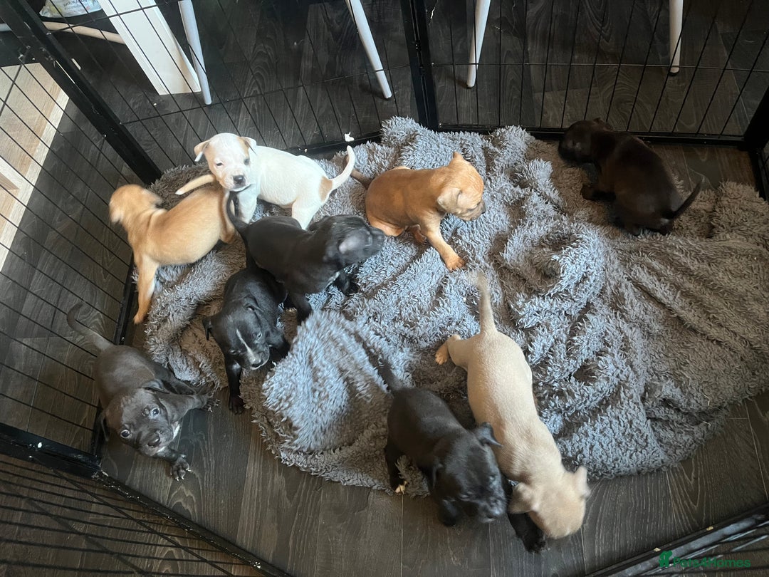 Staffordshire Bull Terrier dogs for sale: Beautiful Staffy pups  in Shrewsbury - Image 19