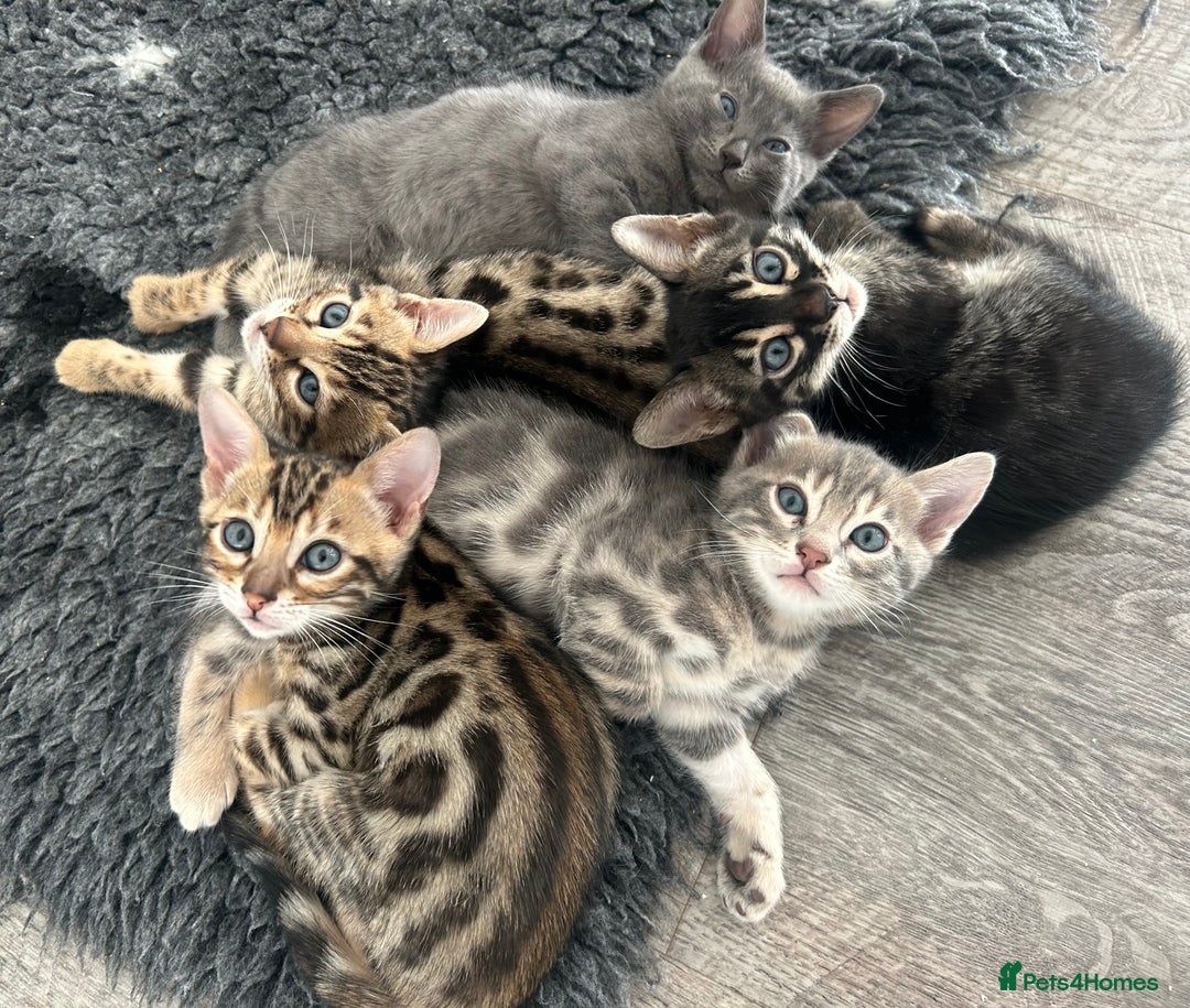 Bengal cats for sale: Stunning Bengal Kittens - TICA Registered - Image 33