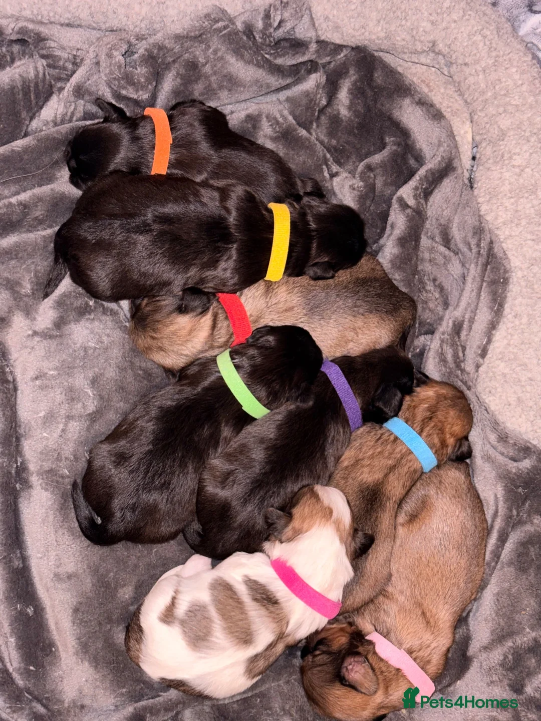 Mixed Breed dogs for sale: 🐾Shih Tzu x Lhasa Apso (Shih Apso) puppies  - Advert 2