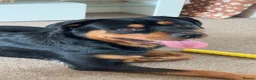 Rottweiler dogs for stud: Roscoe - Advert 8