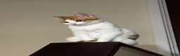 Domestic Shorthair cats for sale: Ginger and white 1 year old cat - Timmy - Advert 4