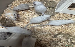 Gerbil rodents for sale: Baby gerbils males and females - Image 3