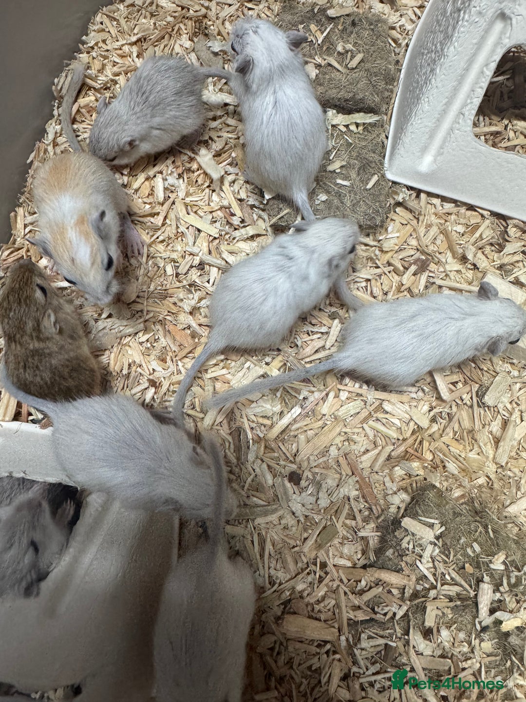 Gerbil rodents for sale: Baby gerbils males and females - Image 3