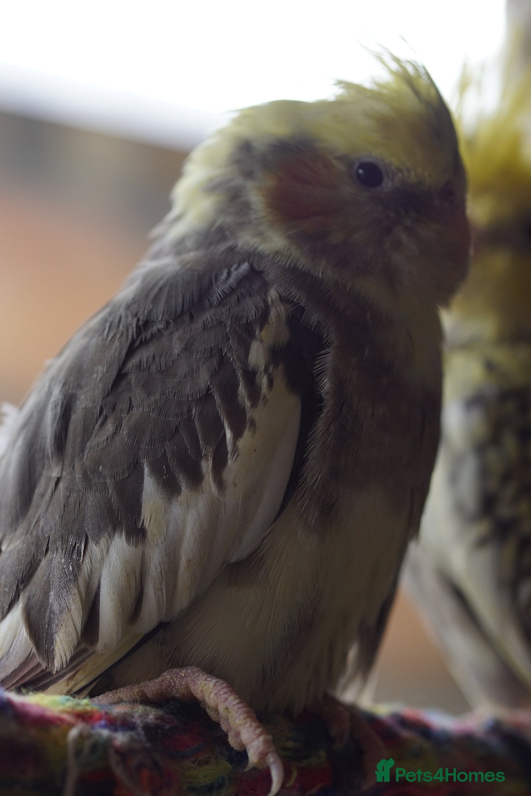 Cockatiels birds for sale: Cockatiels Mixed Genders  - Advert 26