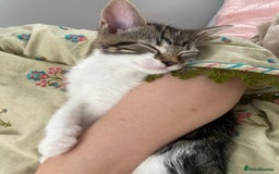 Mixed Breed cats for sale: FREE TABBY - Image 1