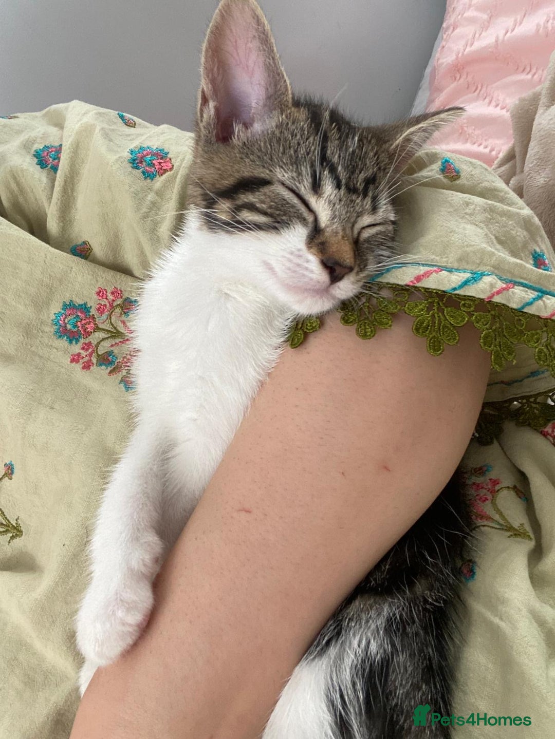 Mixed Breed cats for sale: FREE TABBY - Image 1