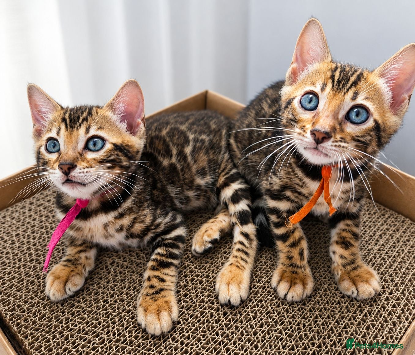 Bengal cats ⚜️Bengal kittens Tica registered ⚜️ - Advert 3