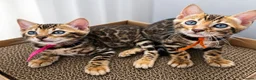 Bengal cats for sale: ⚜️Bengal kittens Tica registered ⚜️ - Advert 7