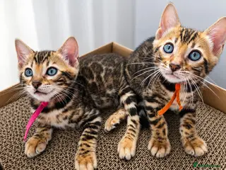 Bengal cats ⚜️Bengal kittens Tica registered ⚜️ - Advert 3