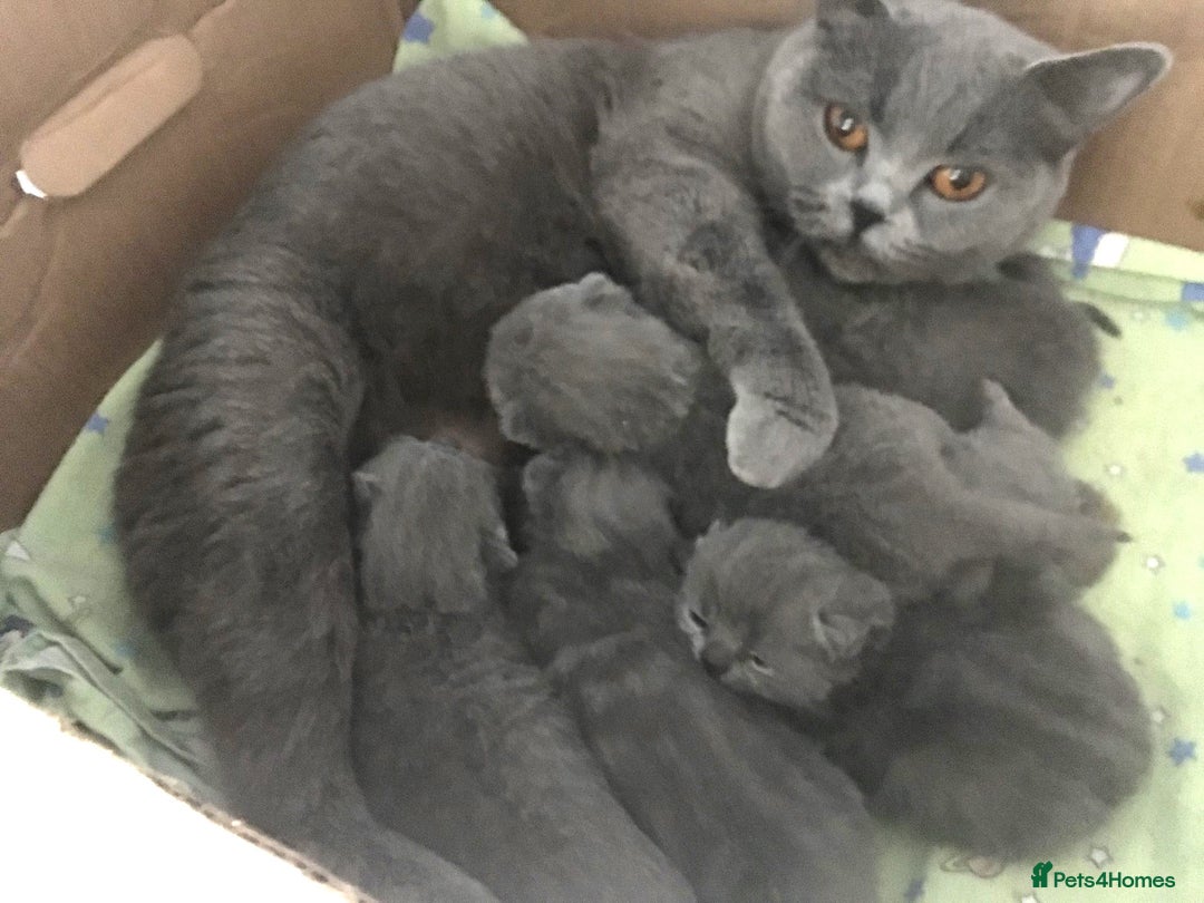 British Shorthair cats for sale: 5 Gorgeous Playful Friendly BSH Kittens Ready Now - Image 7
