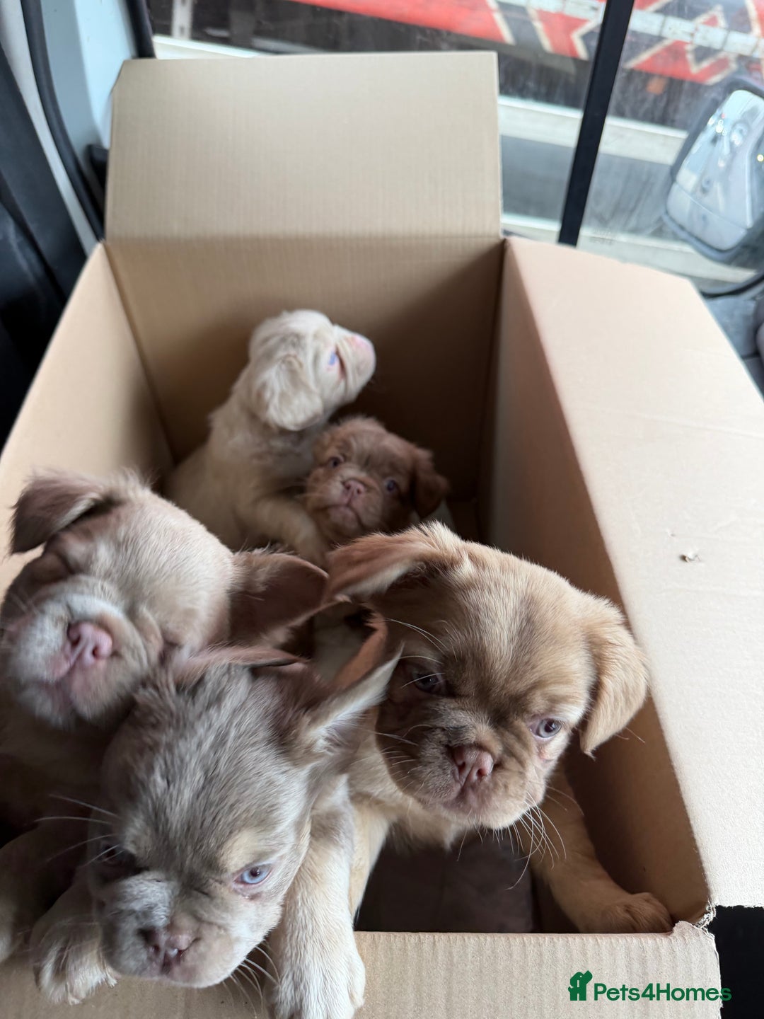 French Bulldog dogs for sale: Fluffy frenchbulldogs for sale  - Advert 6
