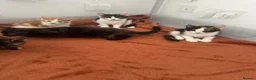 British Shorthair cats for sale: 7 kittens brown/tortoise shell/ ginger n white  - Advert 4