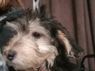 Mixed Breed dogs 3 Cockapoo x jack Russell DNA test clear mum - Advert 12