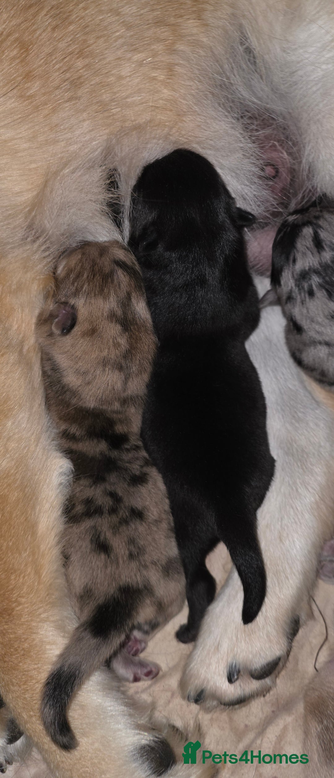 Mixed Breed dogs for sale: Adorable Merle Chowski's for sale  - Advert 10