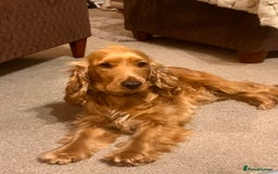 Cockapoo dogs for sale: F1 Cockapoo’s DNA Health Tested Parents - Image 22