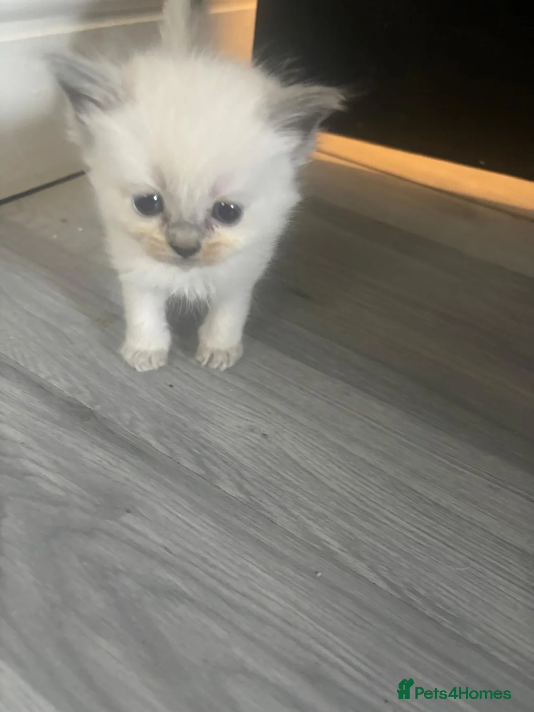 Ragdoll cats for sale: Beautiful Ragdoll kittens  - Advert 5