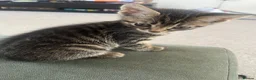 Mixed Breed cats for sale: Kitten  - Advert 4