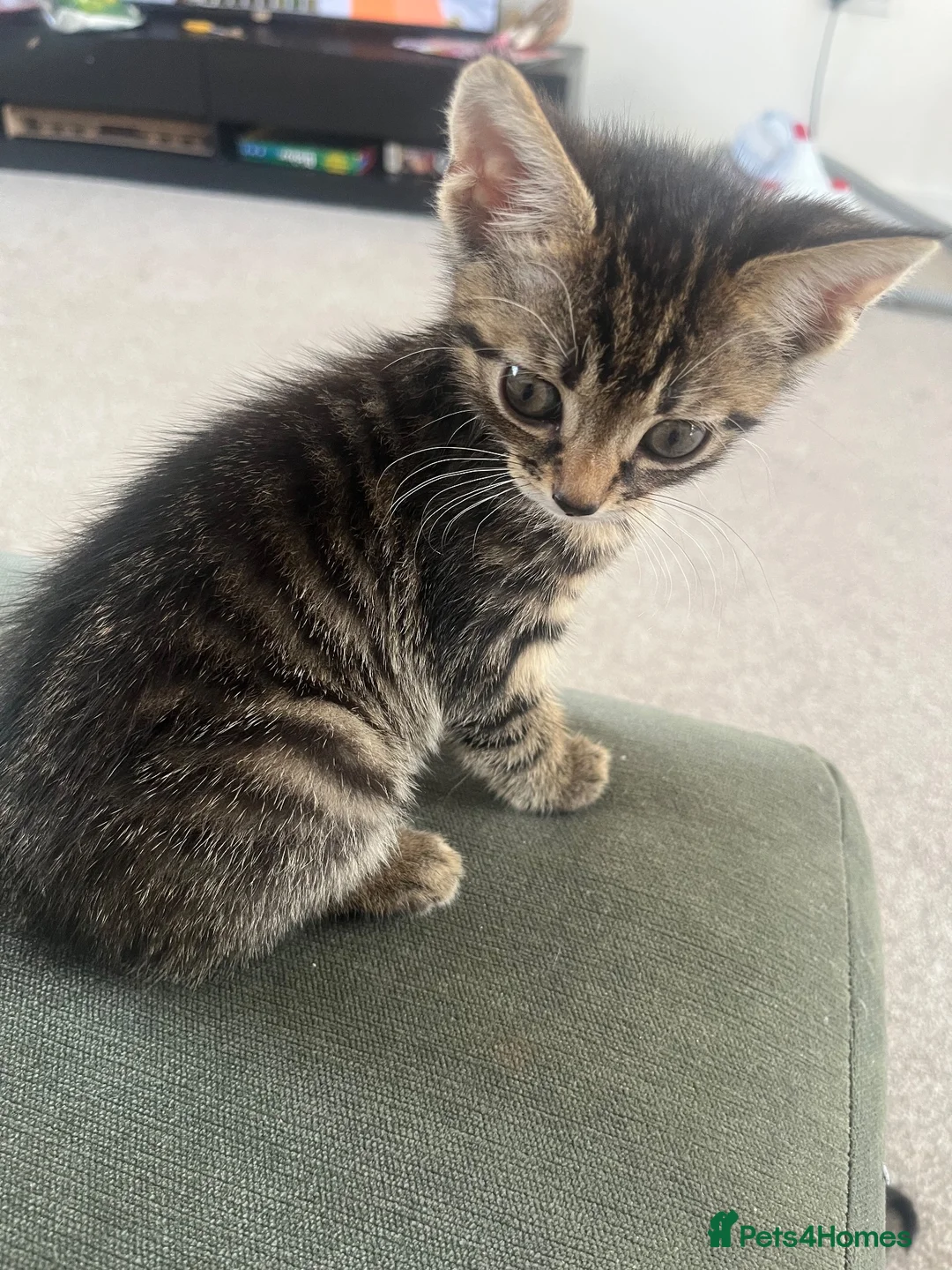 Mixed Breed cats for sale: Kitten  - Advert 4