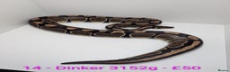 Python Snake reptiles for sale: Mixed morph ball pythons - Advert 14