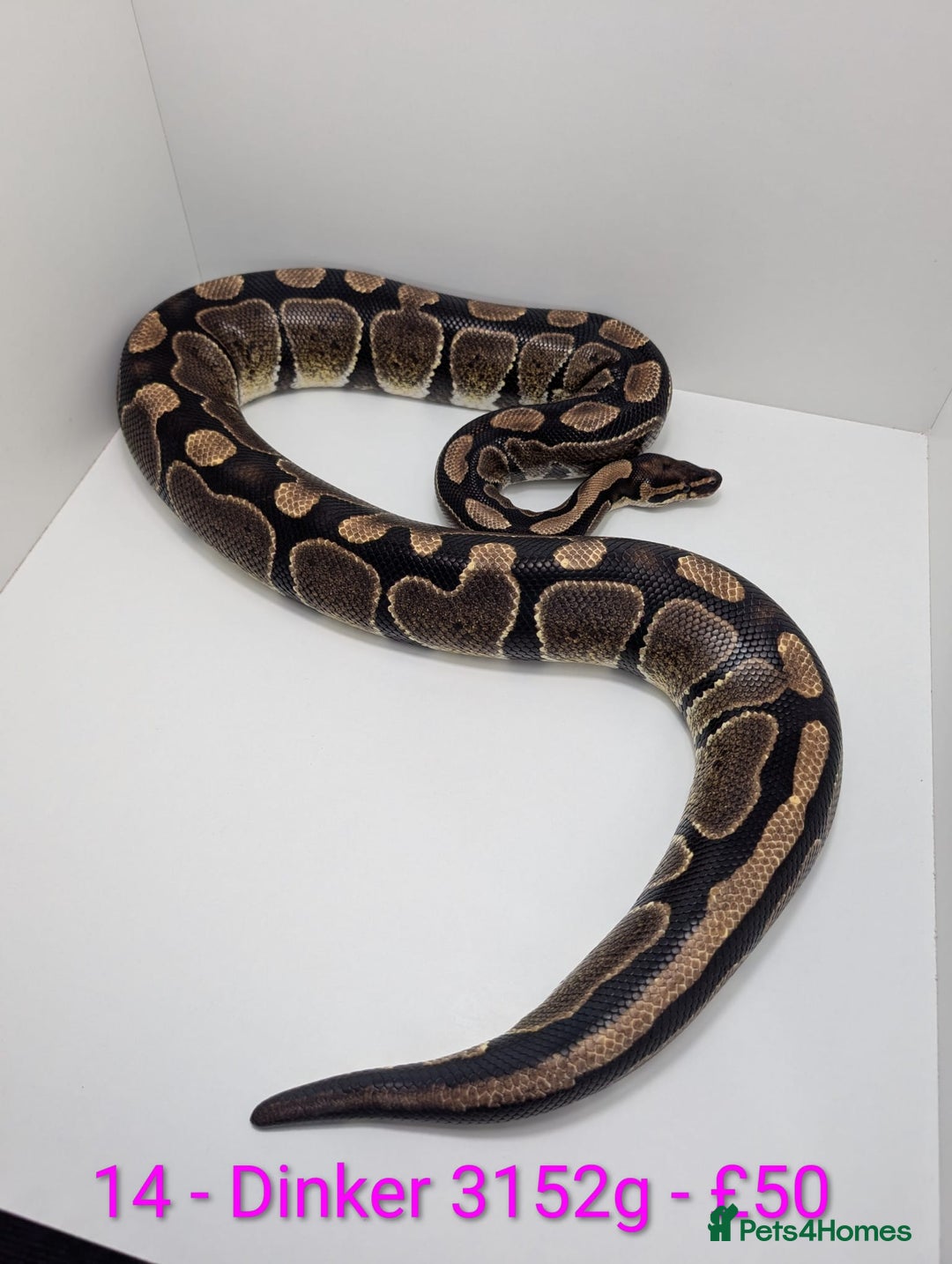 Python Snake reptiles for sale: Mixed morph ball pythons - Advert 14