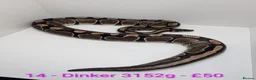 Python Snake reptiles for sale: Mixed morph ball pythons - Advert 11
