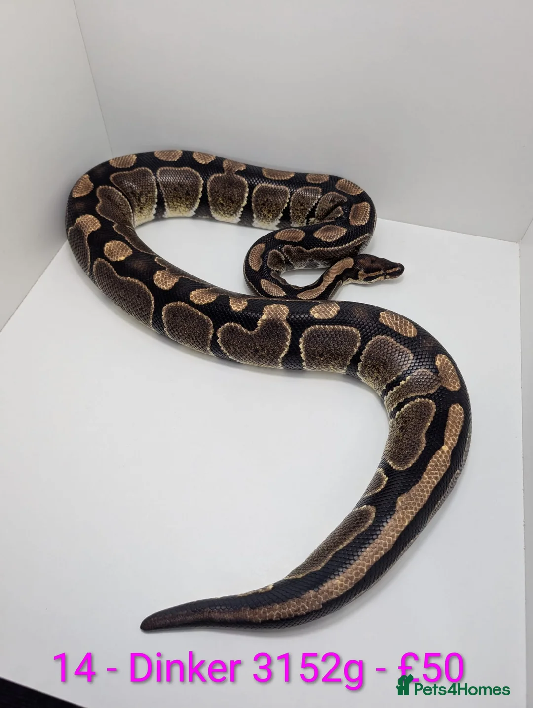 Python Snake reptiles for sale: Mixed morph ball pythons - Advert 11