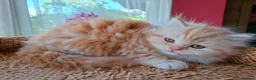 Scottish Fold cats for sale: Beautiful Scottish Straight Kittens for Sale - Advert 7