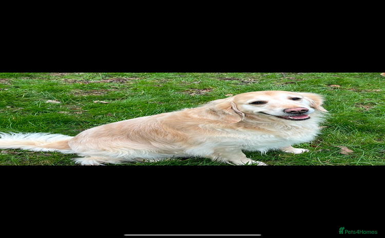 Golden Retriever dogs in Templecombe - Advert 7