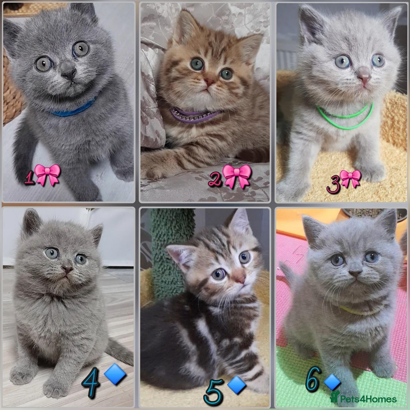 British Shorthair cats British kittens  - Advert 9