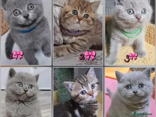 British Shorthair cats British kittens - Advert 1