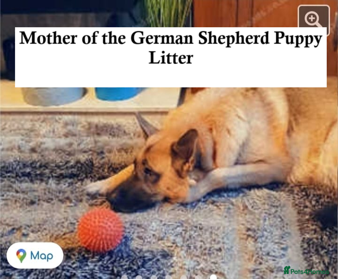 German Shepherd dogs for sale: GERMAN SHEPHERD PUPPY 8 WEEKS - Advert 10