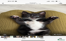 Domestic Shorthair cats for sale: 10 week playfull kitten - Image 1