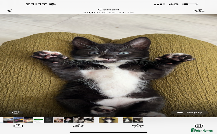 Domestic Shorthair cats - Advert 5