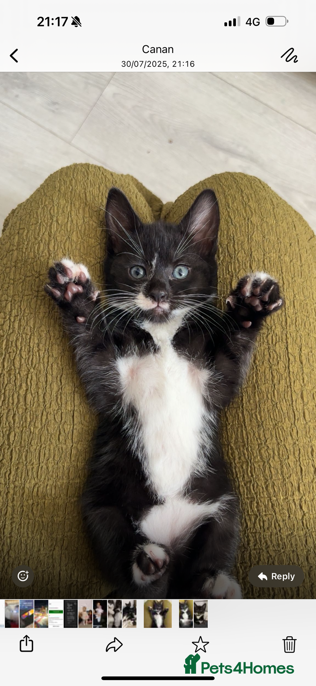 Domestic Shorthair cats for sale: 10 week playfull kitten - Image 1