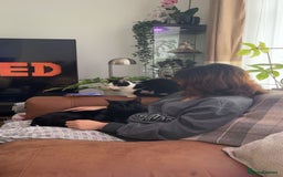 Mixed Breed cats for sale: 5 Beautiful Kittens looking for forever home 💕 - Image 10