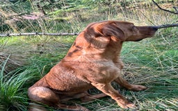 Mixed Breed dogs for sale: Gorgeous German Wirehaired Pointer X puppies  - Image 11