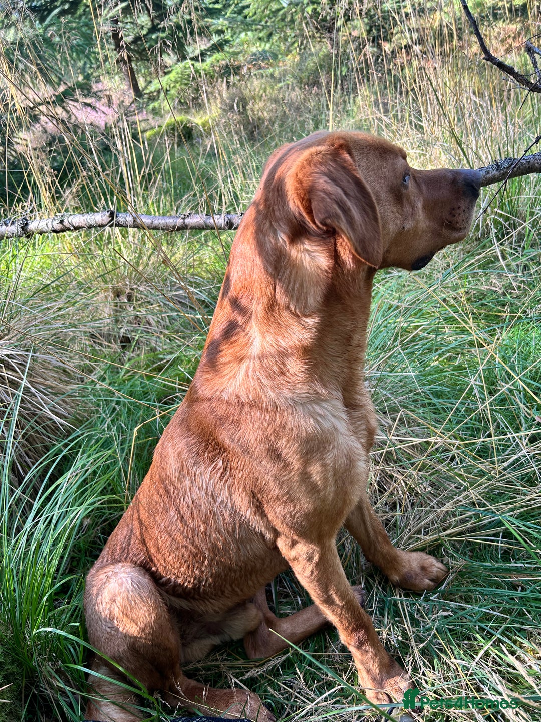 Mixed Breed dogs for sale: Gorgeous German Wirehaired Pointer X puppies  - Image 11