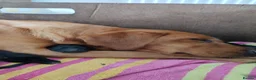 Labrador Retriever dogs for sale: Gorgeous KC registered Labrador puppies  in Norwich - Advert 5