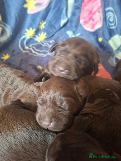 Labrador Retriever dogs Beautiful KC Registered Chocolate Labrador puppies - Advert 2