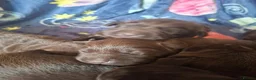 Labrador Retriever dogs for sale: Beautiful KC Registered Chocolate Labrador puppies - Advert 2