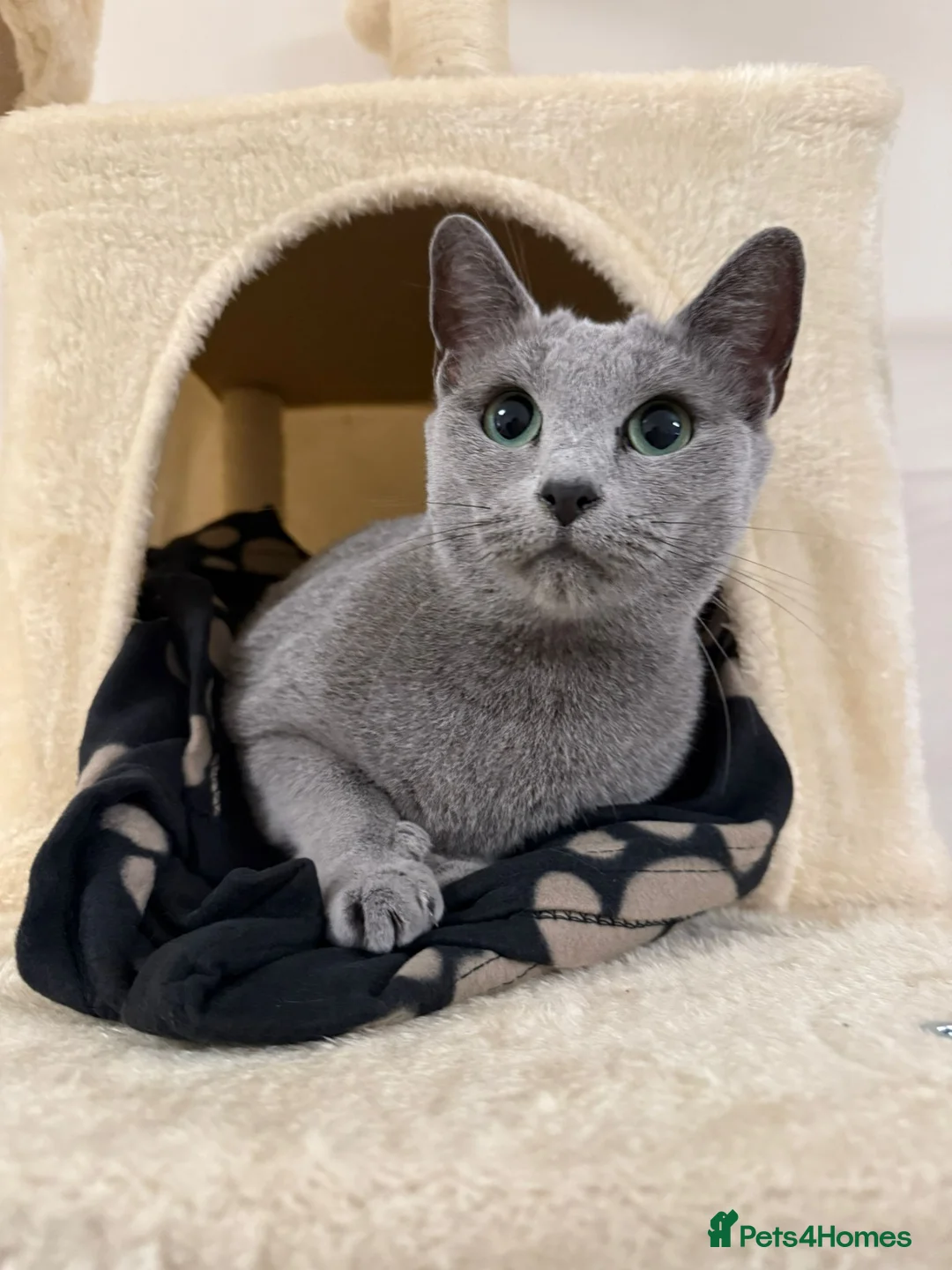 Russian Blue cats for sale: Pedigree Russian Blue GCCF Registered - Advert 1