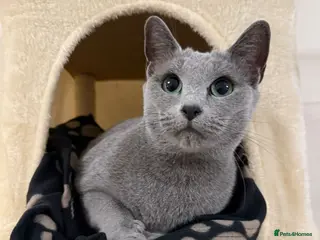 Russian Blue cats Pedigree Russian Blue GCCF Registered - Advert 2