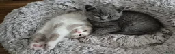 British Shorthair cats for sale: From GCCF Pedigree Parents, gorgeous BSH Kittens  in Bromley - Advert 4