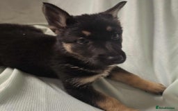 German Shepherd dogs for sale: *Ready Now* Pure Bred German Shepherd Pups - Image 17