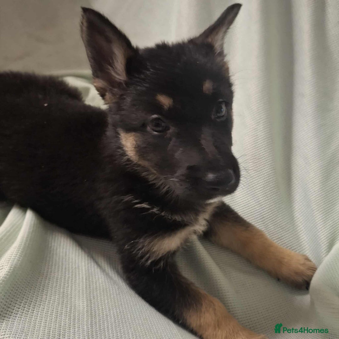 German Shepherd dogs for sale: *Ready Now* Pure Bred German Shepherd Pups - Image 17