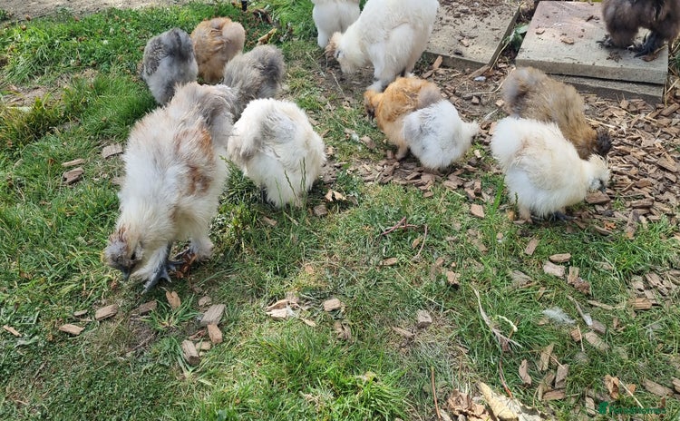 Chickens poultry - Advert 6