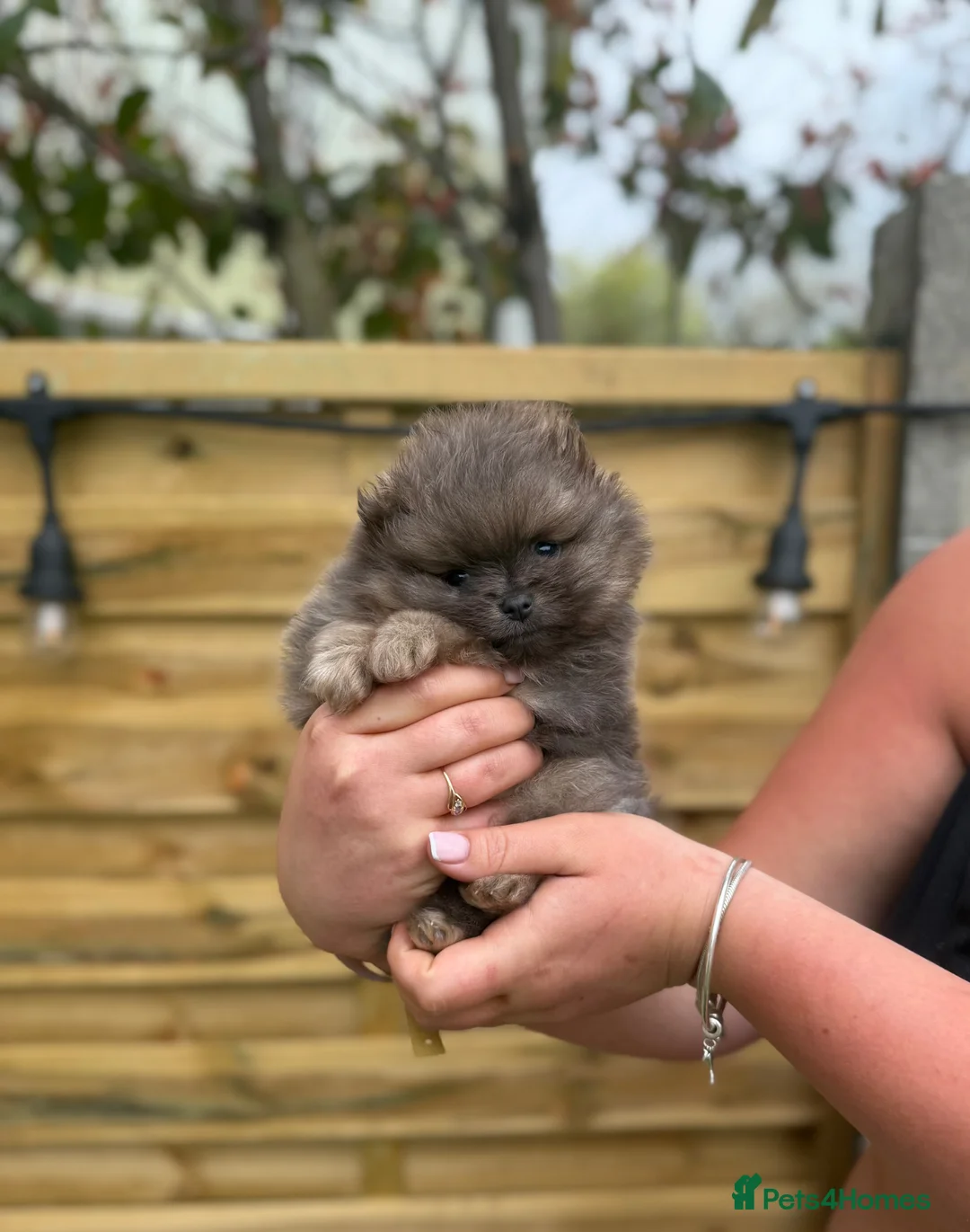 Pomeranian dogs for sale: Unique Blue and tan girl 💖 - Advert 1